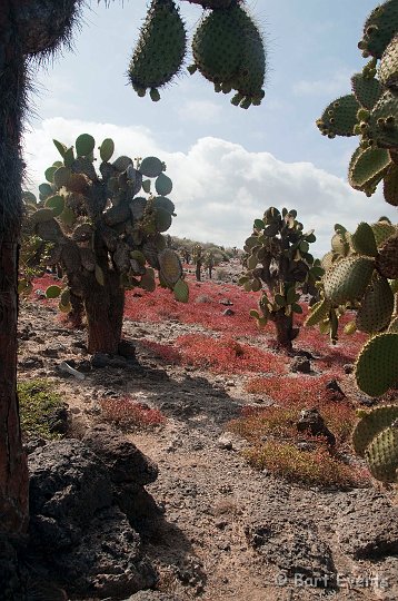 DSC_9284.JPG - South plazas: Small but with beautiful vegetation