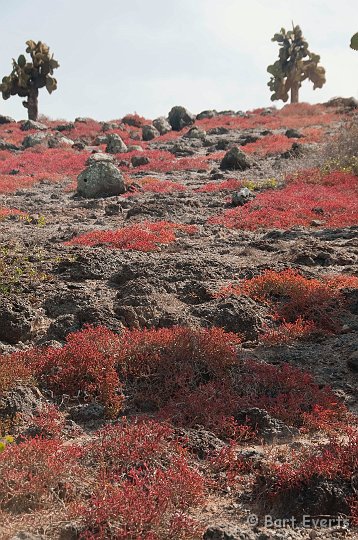 DSC_9288.JPG - South plazas: Small but with beautiful vegetation