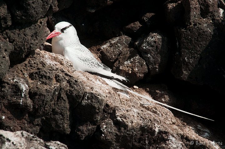 DSC_9324.JPG - red-billed Tropicbird