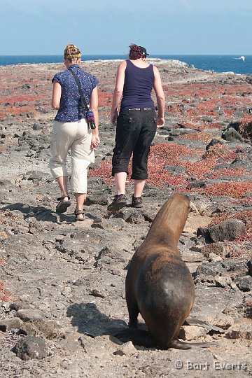 DSC_9333.JPG - Following sea lion