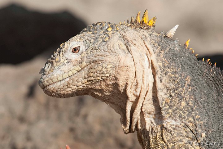 DSC_9351.JPG - Land Iguana