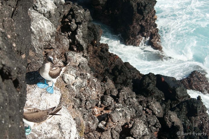 DSC_9354.JPG - Blue-footed boobies on a cliff