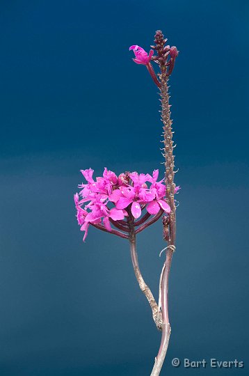 eDSC_0369.JPG - Mnay beautiful flowers