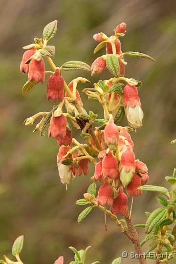 eDSC_0378.JPG - Fuchsia-like flowers