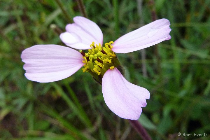 eDSC_0378c.jpg - some other colorful flower