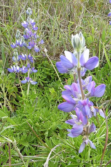 eDSC_0378h.jpg - some kind of lupin