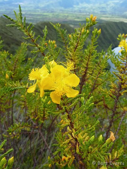 eDSC_0378j.jpg - Yellow flower