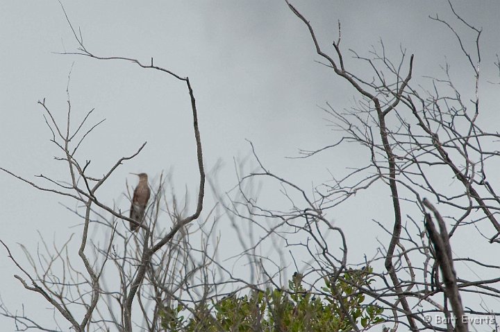 eDSC_0384.JPG - unfortunately, not focused and with the wrong lens: a giant Hummingbird, biggest of all