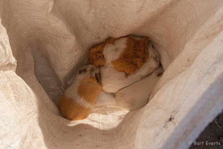 eDSC_0311.JPG - Guinee pig for sale