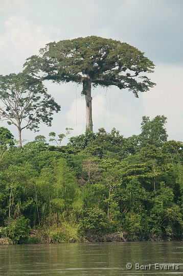 DSC_9648.JPG - Kapok tree: biggest of the amazonian rainforest