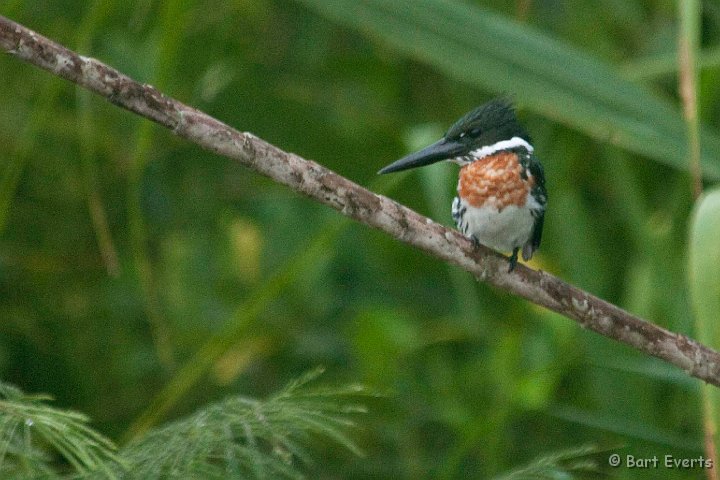 DSC_9677.JPG - Amazonian Kingfisher