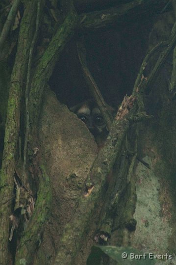 DSC_9712.JPG - Noisy night monkey from its tree hole