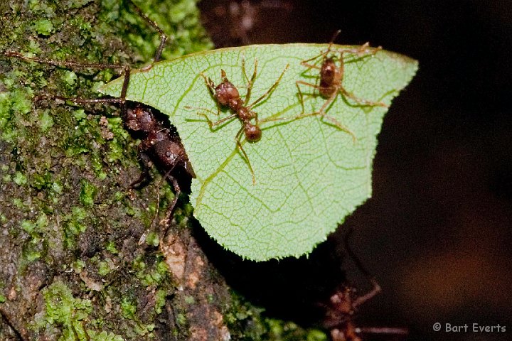 DSC_9773.JPG - Leafcutter ants