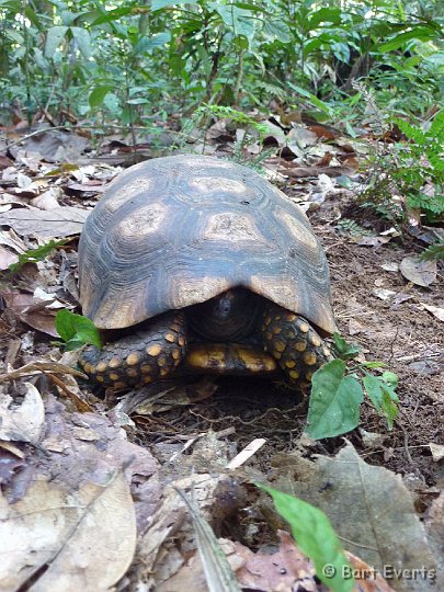 DSC_9773b.jpg - South American Yellow-footed tortoise