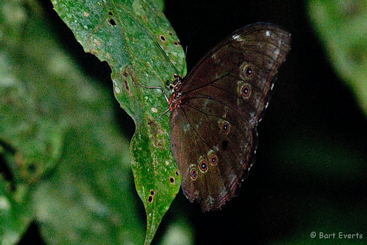 DSC_9788.JPG - Morpho butterfly