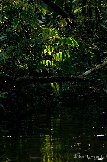 eDSC_0120.JPG - light & dark in the forest