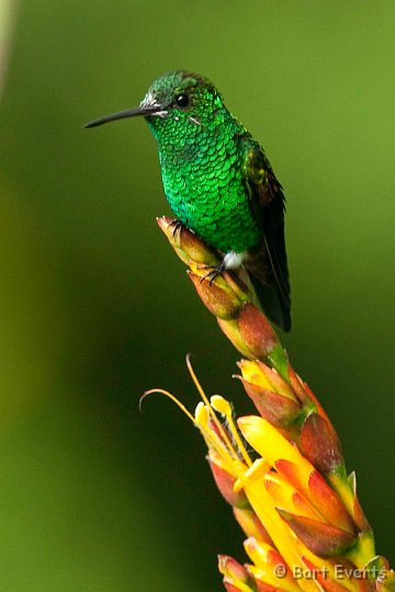 DSC_2586.JPG - Copper rumped hummingbird