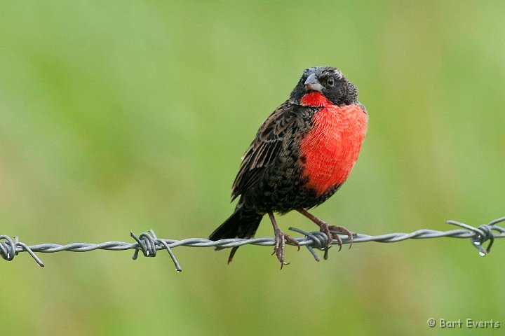 DSC_2762.JPG - Red-breasted Blackbird