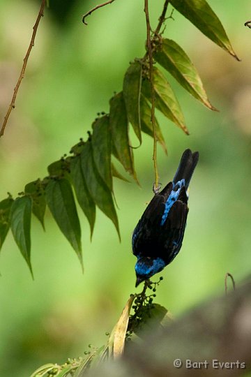 DSC_2797.JPG - Turquoise Tanager