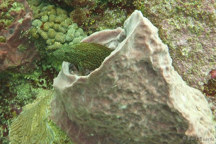 P1020209.JPG - Reef Grouper