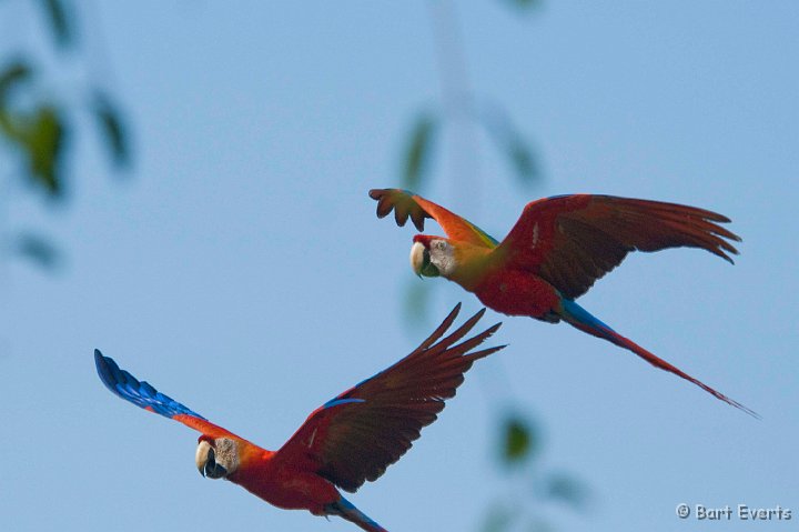 DSC_6542.JPG - Scarlet macaws