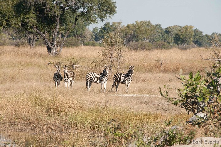 DSC_4344.jpg - Zebras