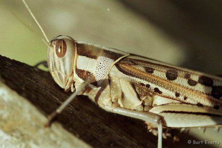 Scan10011.jpg - African Locust