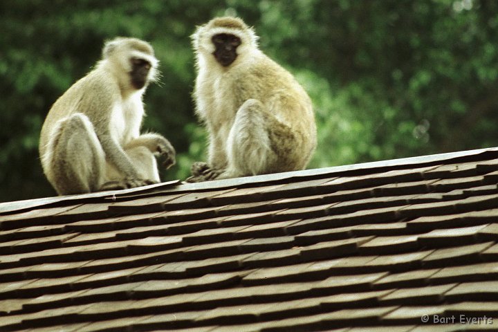 Scan10108.jpg - Vervet monkey