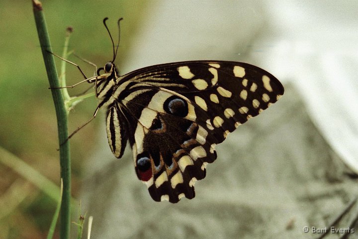 Scan10109.jpg - Papilio demodocus