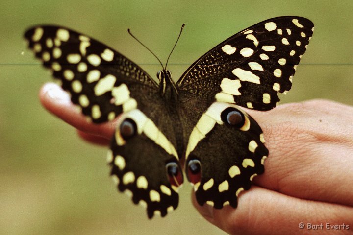 Scan10110.jpg - Papilio demodocus