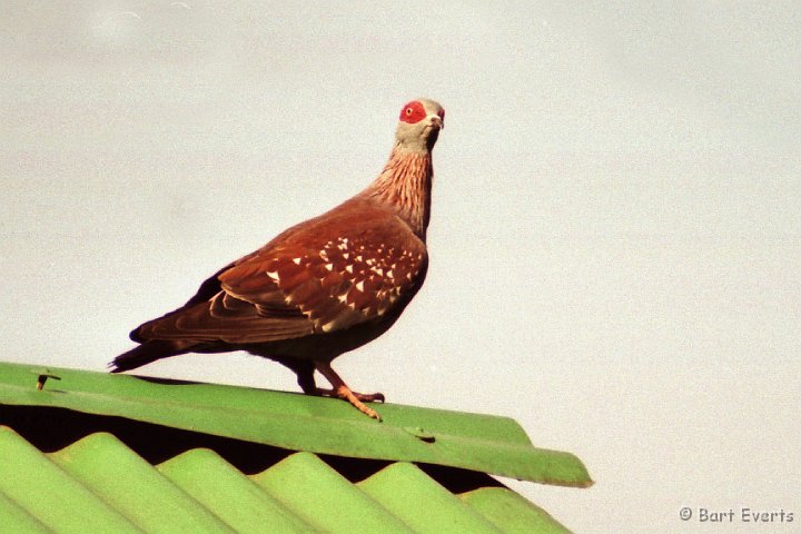 Scan10132.jpg - Speckled pigeon