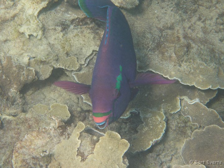 P1010371.JPG - parrotfish