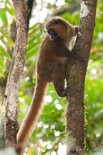 DSC_6575.jpg - Golden Bamboo Lemur