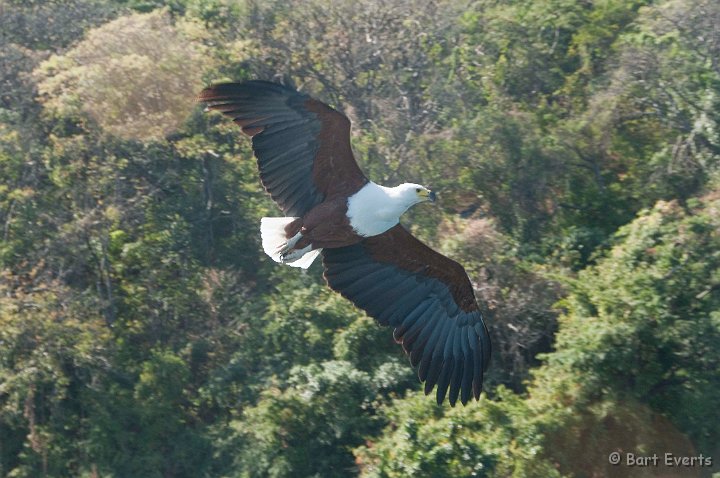 DSC_3018.jpg - Afriacn Fish Eagle