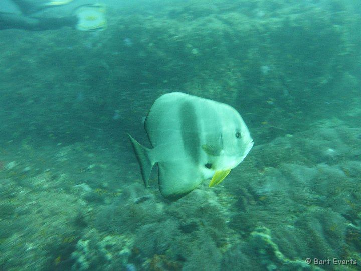 P1010148.JPG - Batfish