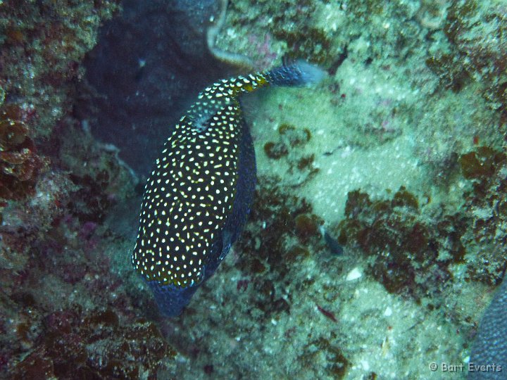 P1010041.JPG - Spotted boxfish