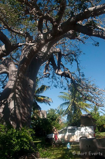 DSC_2658.jpg - Camping underneath a baobabtree