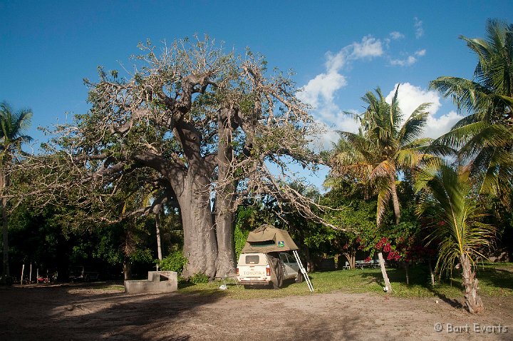 DSC_2664.jpg - Camping underneath the baobabtree