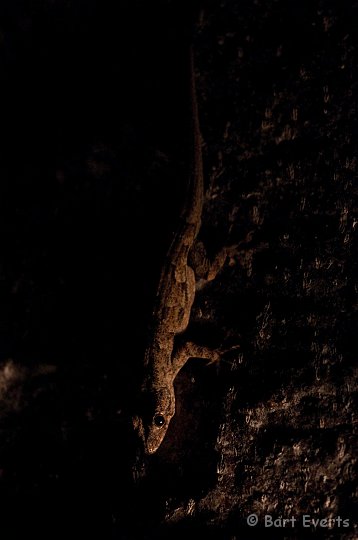 DSC_2675.jpg - Gecko at night