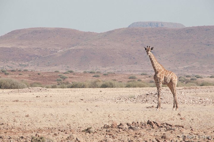 DSC_5151.jpg - Desert adapted Giraffe