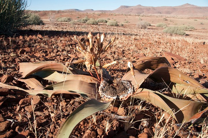 DSC_5205.jpg - Welwitschia mirabilis