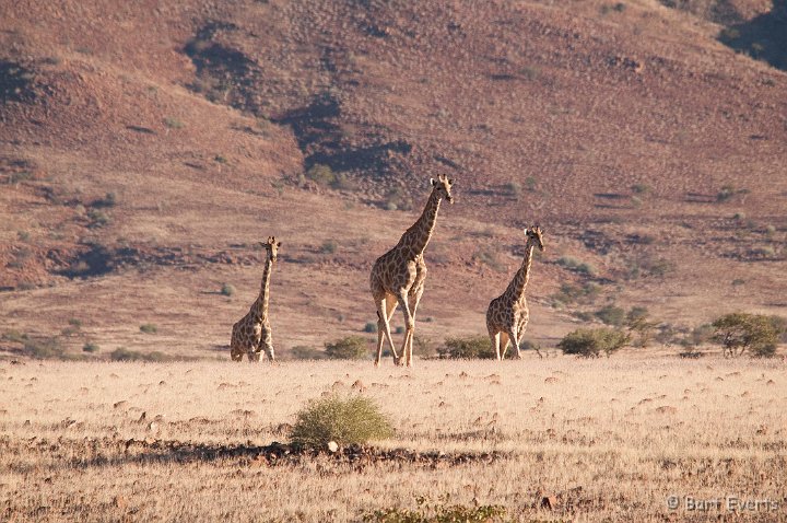 DSC_5226.jpg - Giraffes