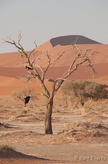 DSC_5516.jpg - Pied crows in the Namib Desert