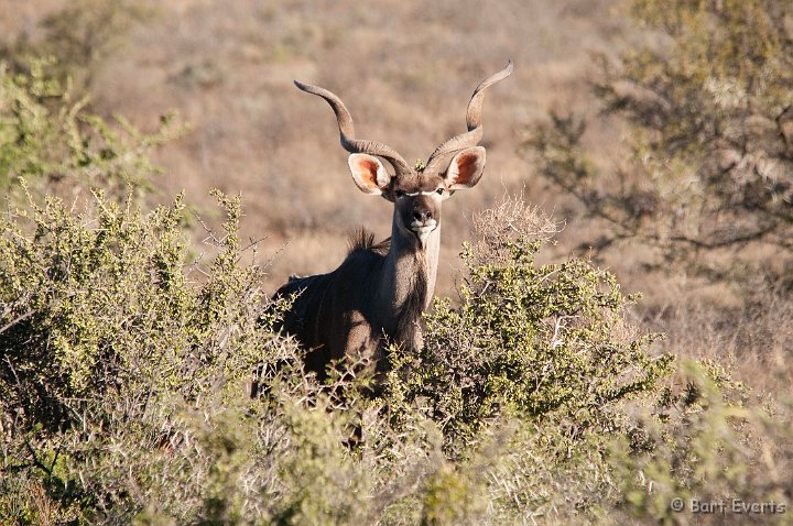 DSC_1597.jpg - greater kudu male