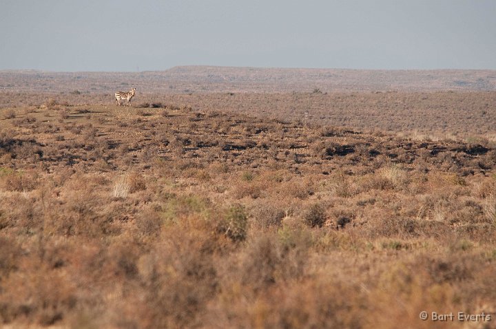 DSC_1614.jpg - mountain zebra in a distance