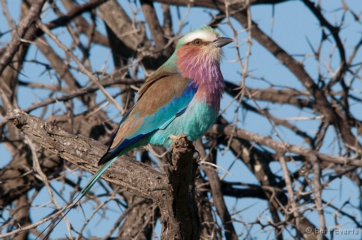 DSC_2561.jpg - Lilac-breasted Roller