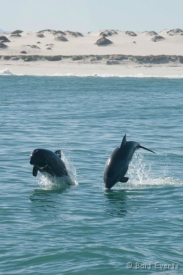 DSC_5851.jpg - Heavyside's Dolphins