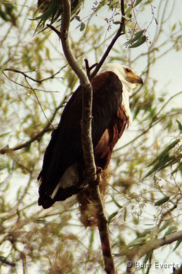 Scan20088.jpg - Fish Eagle