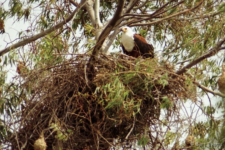 Scan20089.jpg - African Fish Eagle on its nest