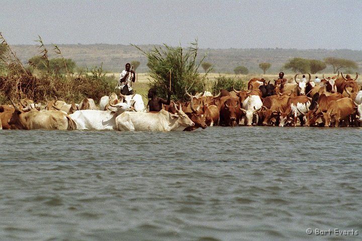 Scan30017.jpg - Cattle in Lake Victoria